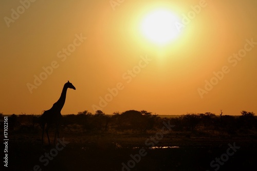 Sunset time in Etosha Park Namibia - Giraffa at waterhole