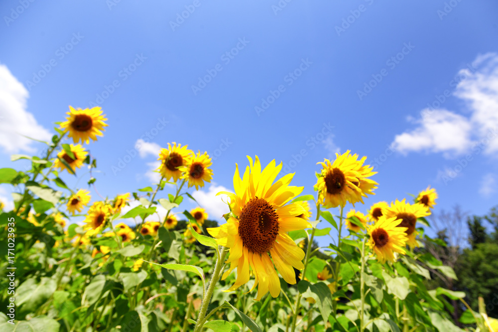 Sunflowers Facing Right