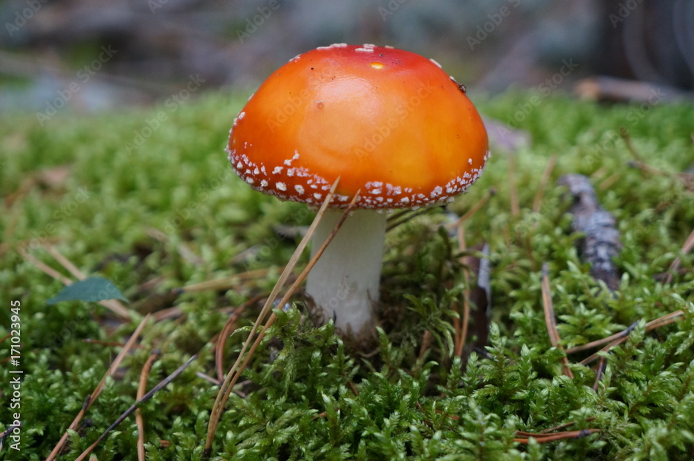 bright orange inedible fly agaric mushroom with white spots bright orange inedible fly agaric mushroom with white spots