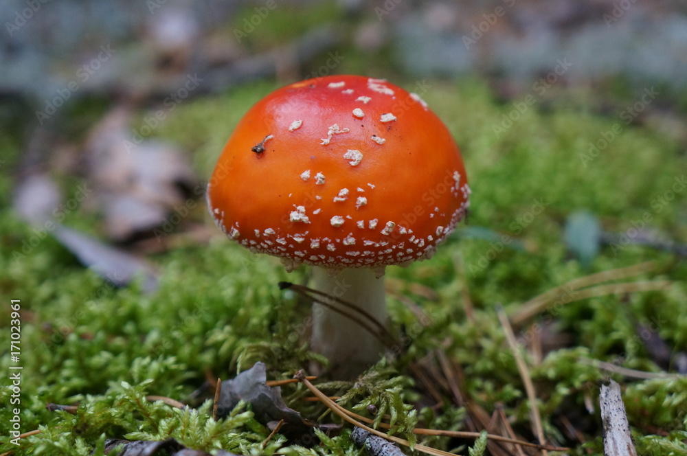 bright orange inedible fly agaric mushroom with white spots bright orange inedible fly agaric mushroom with white spots