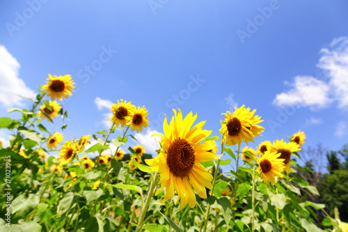 Sunflowers Facing Right