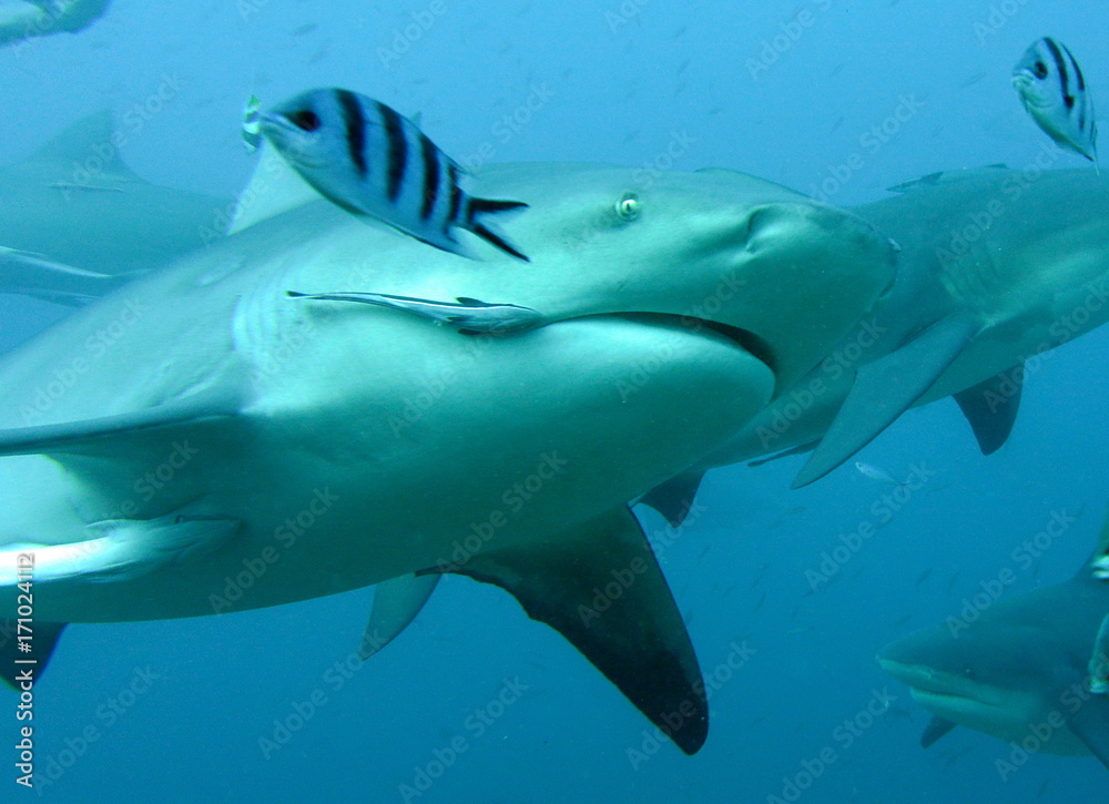 Obraz premium bull shark