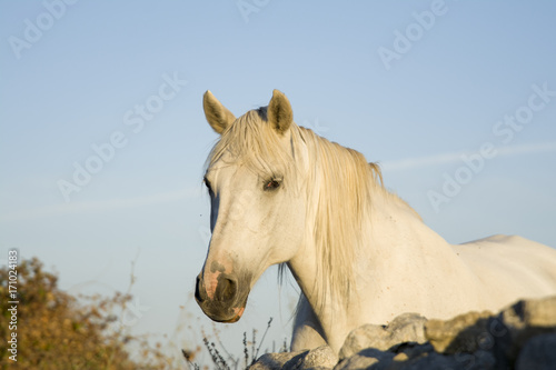 Cavallo bianco © Francesca Lombardo