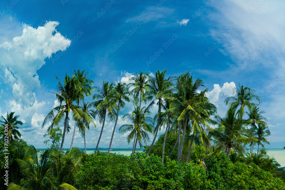 Naklejka premium tropical beach with palms