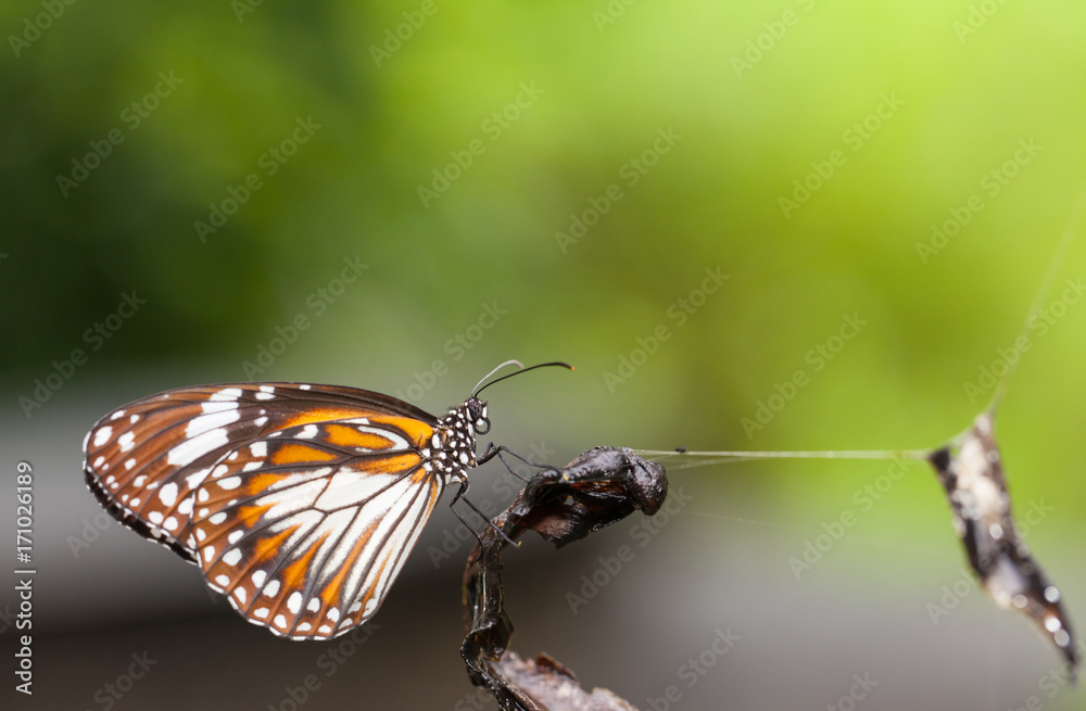 Malay tiger danaus affinis butterfly close up in the nature Malay tiger danaus affinis butterfly close up in the nature