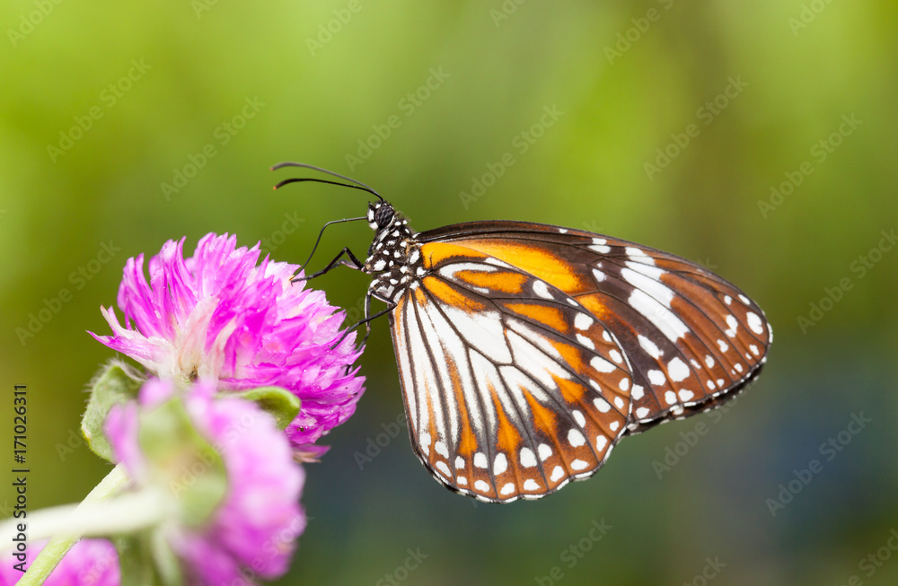Malay tiger danaus affinis butterfly collecting nectar from flower and insect pollinator in the nature Malay tiger danaus affinis butterfly collecting nectar from flower and insect pollinator in the nature