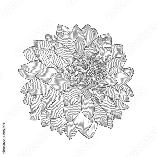 Fototapeta Naklejka Na Ścianę i Meble -  Monochrome floral background. Hand drawing flower dahlia. Element for design.