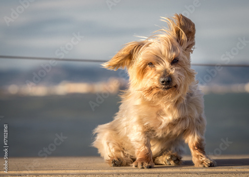 Fototapeta Naklejka Na Ścianę i Meble -  Funny dog with curiosity expression. Copy space, blurred nautical background. Doggy hairy ear flying in the wind, nose and snout, Yorkshire Terrier brown. Hey what's up, curiosity expression