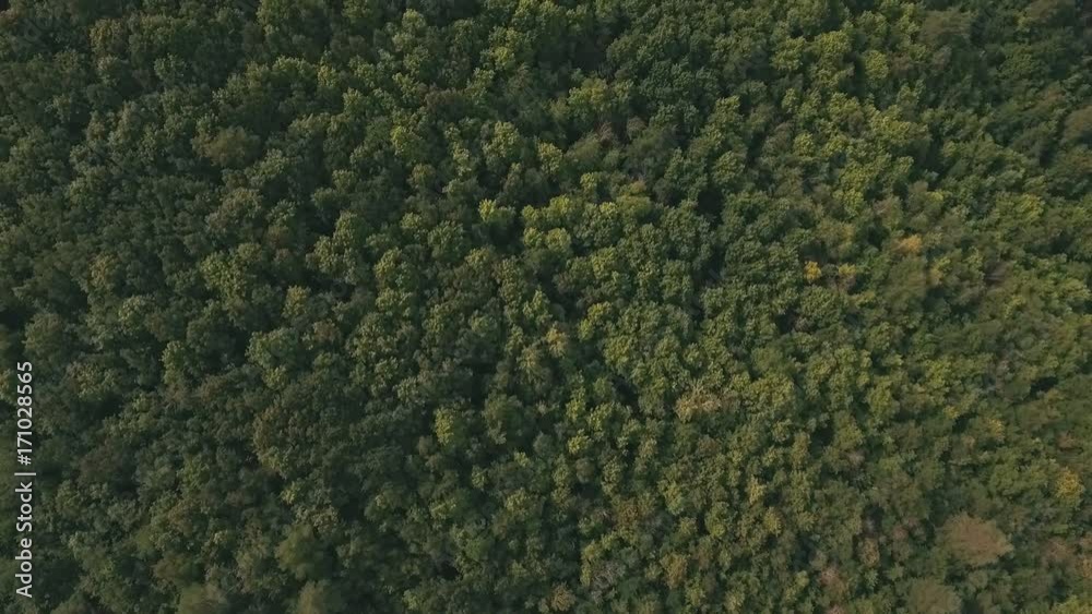 Top view of summer forest Top view of summer forest