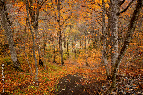 Beautiful autumn forest © Yakov
