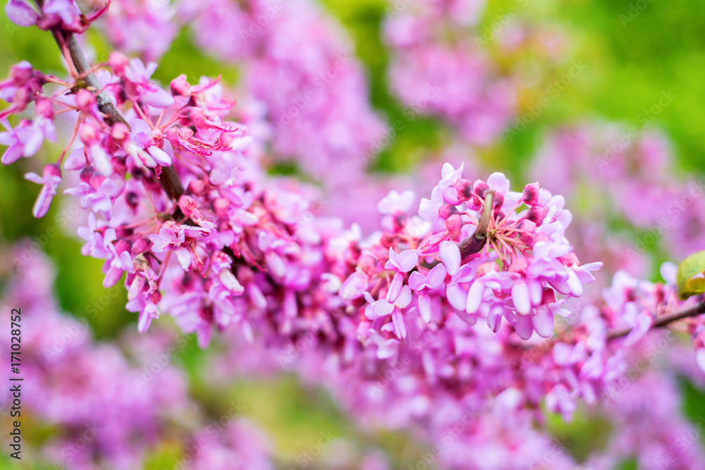 Obraz premium Close up of violet blossoming Cercis siliquastrum