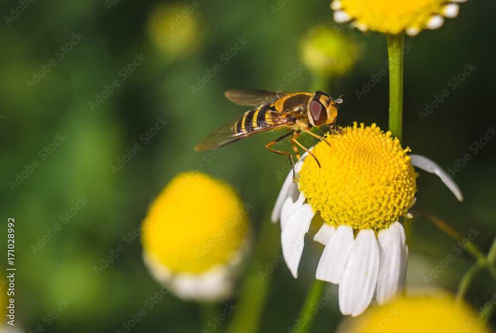 Obraz premium A bee on a Matricaria gathers nectar