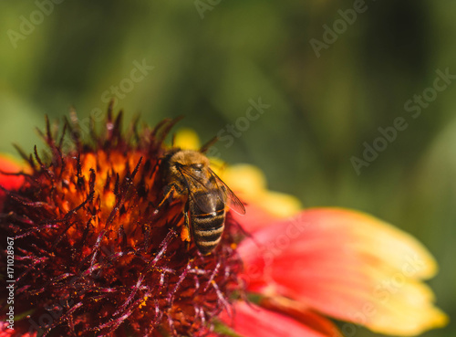 A bee on a red flower gathers nectar © Maksim