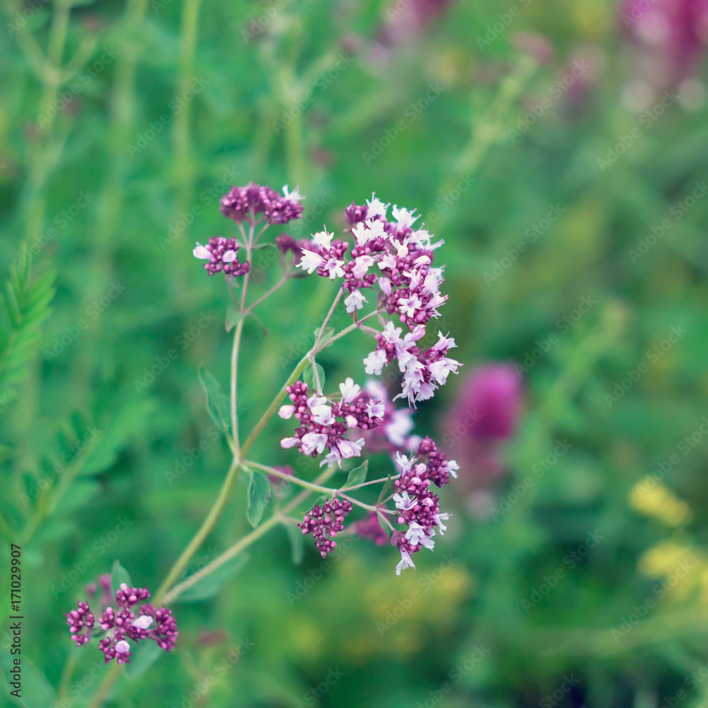 Fototapeta premium Душица обыкновенная (Origanum)