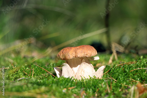 royal mushroom in moss