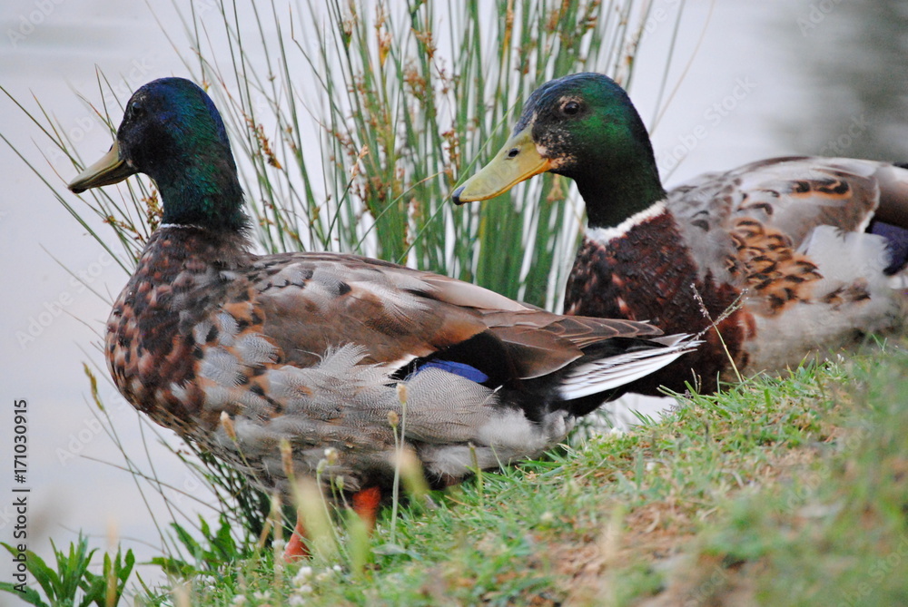 Canards Canards