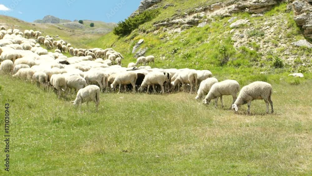 Flock of sheep on the meadow in mountains, slowmo HD Flock of sheep on the meadow in mountains, slowmo HD