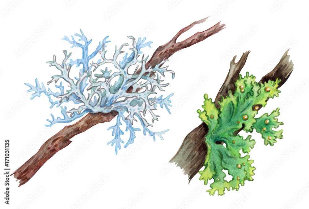 ภาพประกอบสต็อก Lichens on the branches of trees, watercolor drawing on
