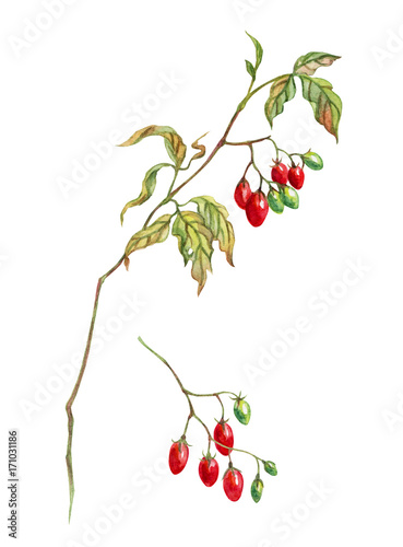 Bilde på lerret Branch of red nightshade with berries, watercolor drawing on white background with clipping path