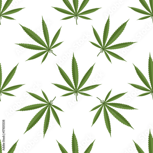 Seamless pattern of cannabis leaf on white background. Vector
