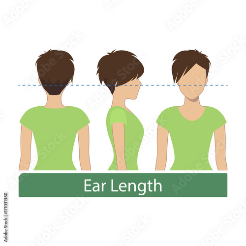 Hair length for haircuts and hairstyles - ear length. Vector.