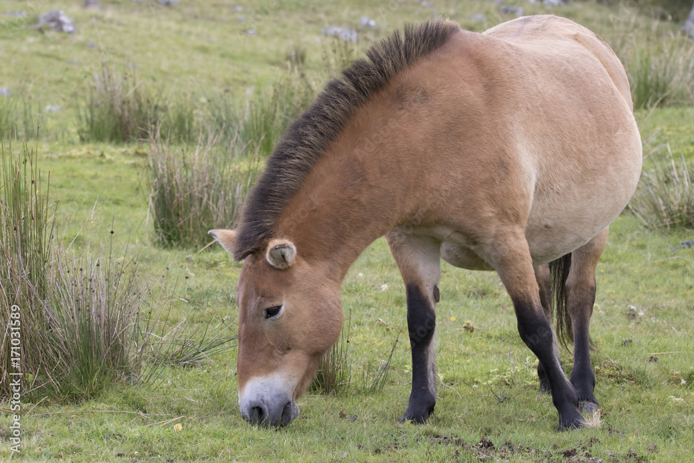 przewalski horse, Equus ferus przewalskii przewalski horse, Equus ferus przewalskii