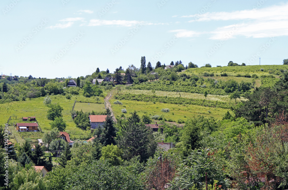 Obraz premium Vineyards in the outskirt of Eger