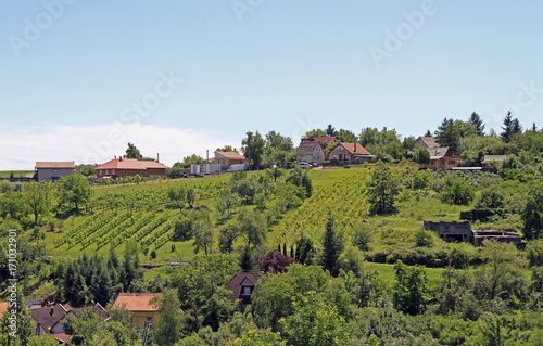 Vineyards in the outskirt of Eger