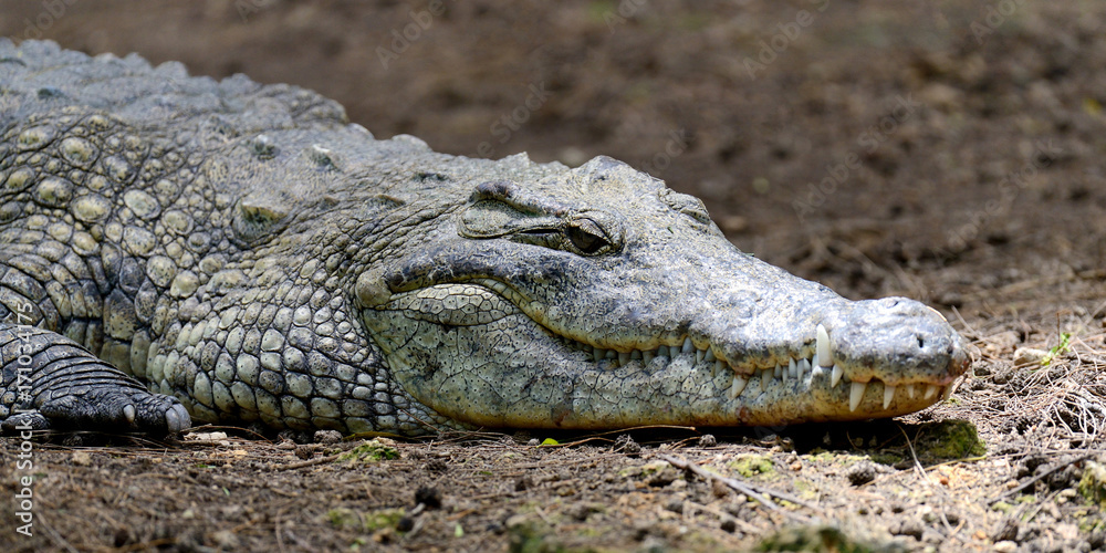 Crocodile in National park of Kenya, Africa Crocodile in National park of Kenya, Africa