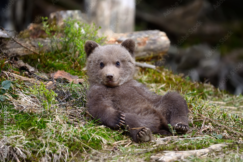 Fototapeta premium Young brown bear in the forest