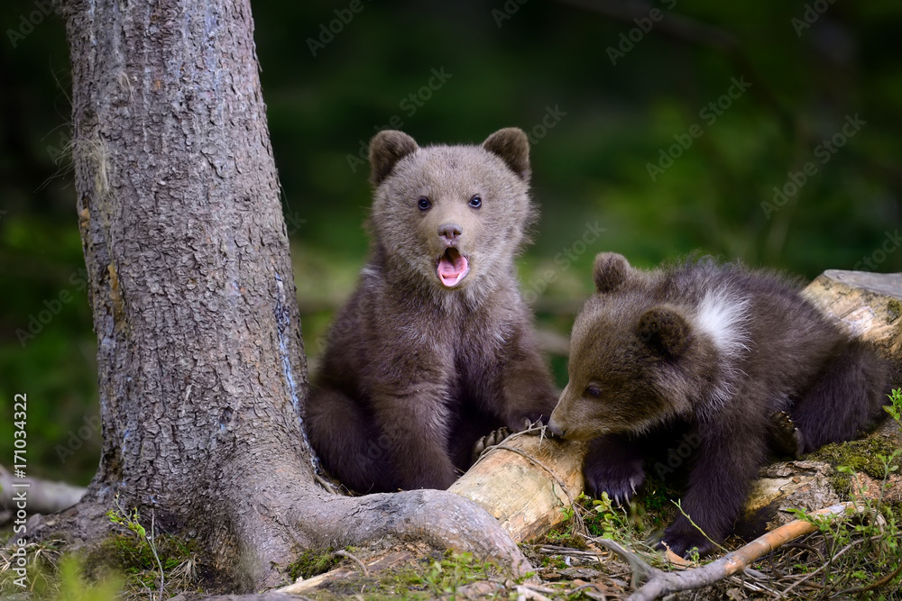 Fototapeta premium Young brown bear in the forest