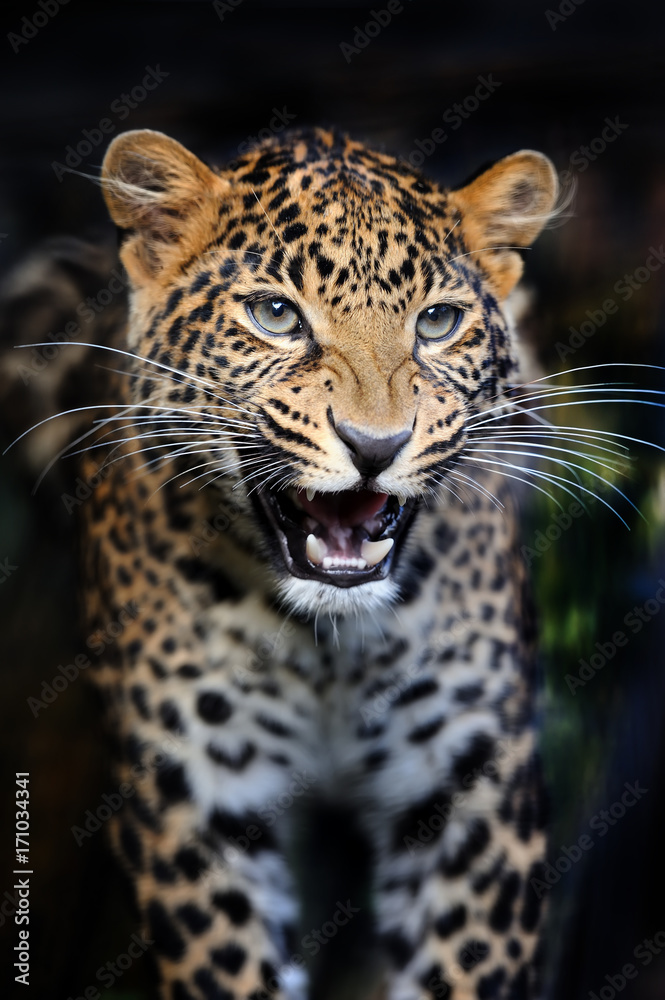 Naklejka premium Close angry leopard portrait