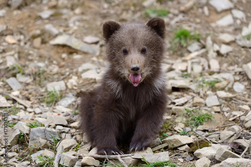 Photographie Brown bear cub