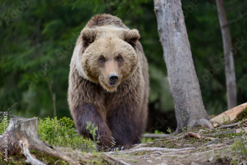 Brown bear in the forest