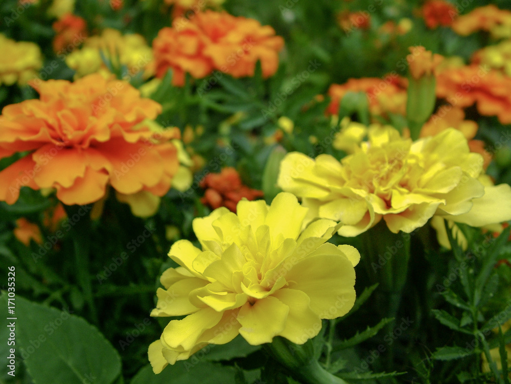 Colored garden flowers Colored garden flowers