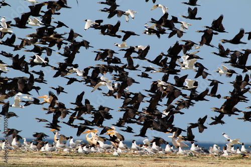 Canvas Print A flock of birds