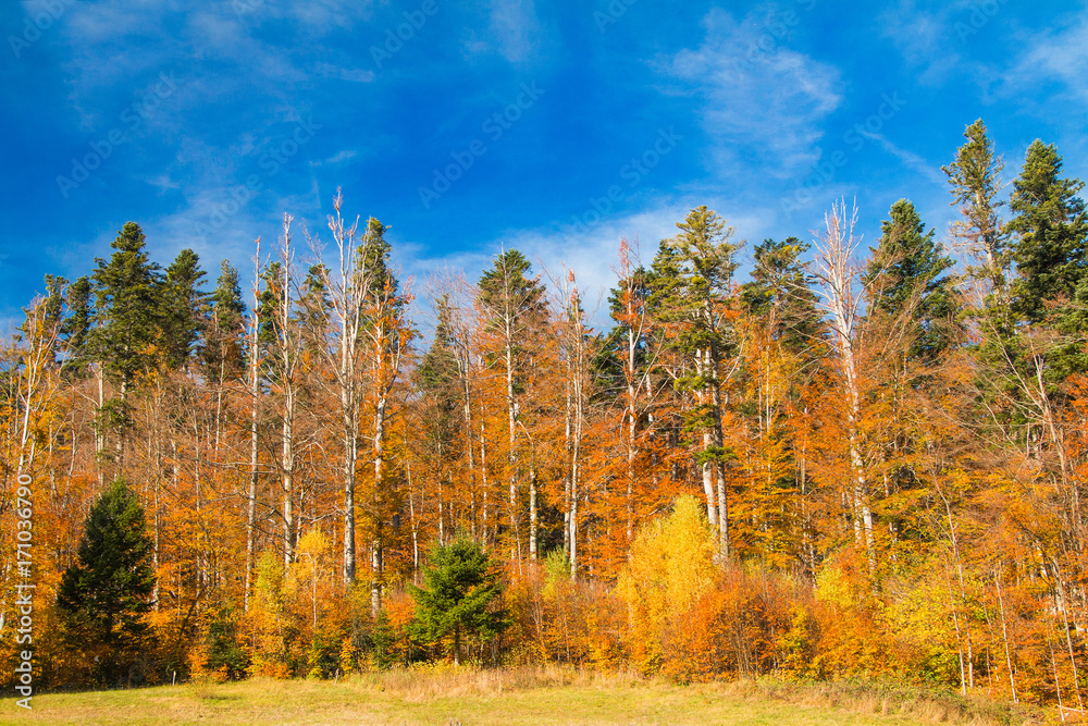      Beautiful colorful wood on lake Bajer, autumn landscape, Fuzine, Gorski kotar, Croatia 