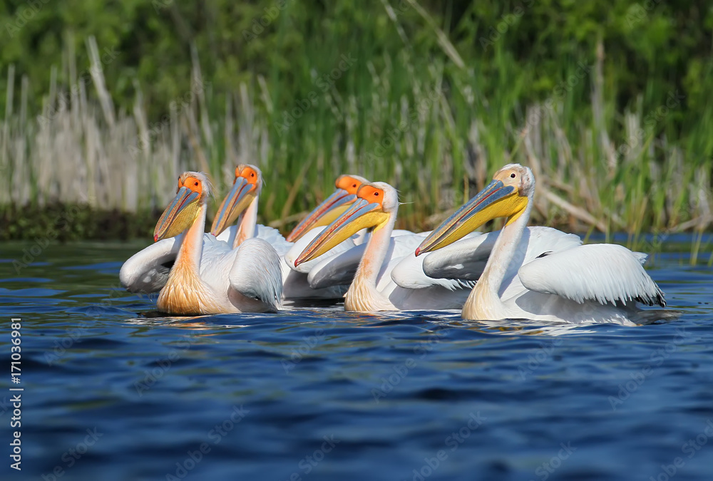 Small flock white pelicans in breeding plumage on blue water Small flock white pelicans in breeding plumage on blue water