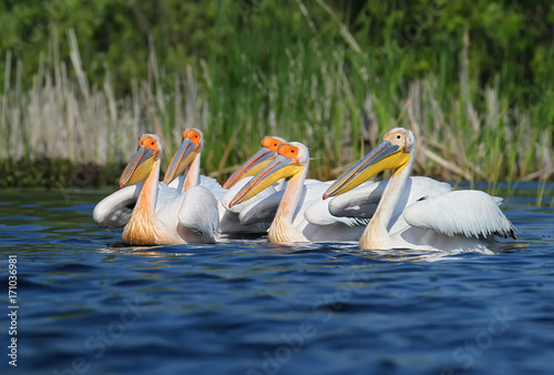 Small flock white pelicans in breeding plumage on blue water © VOLODYMYR KUCHERENKO