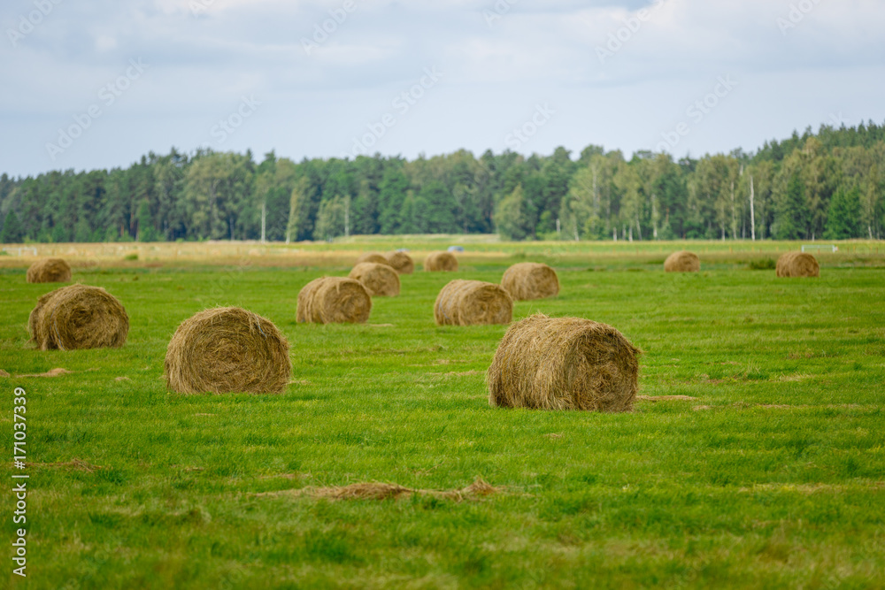 green meadow with hay rolls