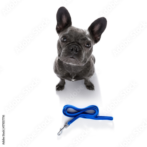 dog  with leash waiting for a walk © Javier brosch