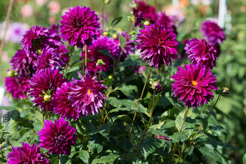 Flowers  dahlia in the garden