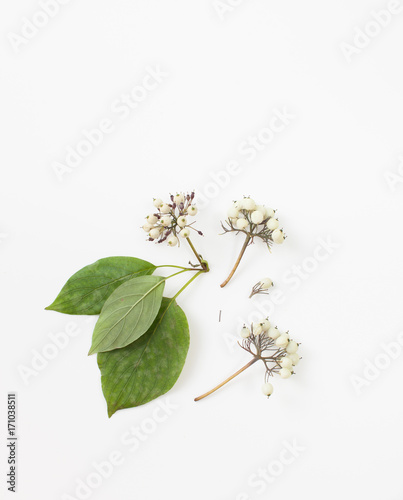 Bothrocaryum controversum, Swida sericea with leaves on a white photo