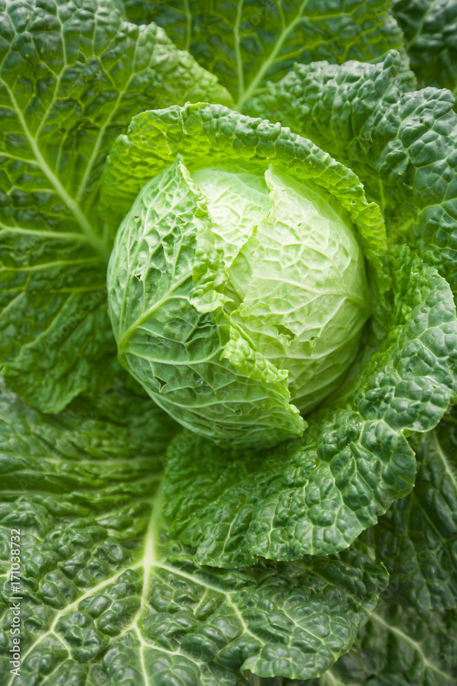 Fototapeta premium Cabbage is a good source of vitamin K, vitamin C and dietary fiber