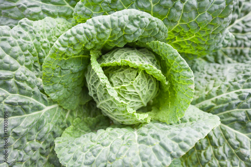 Wallpaper Mural Cabbage is a good source of vitamin K, vitamin C and dietary fiber Torontodigital.ca