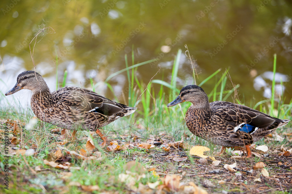 Fototapeta premium Duck