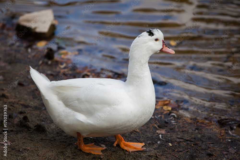 Duck Duck