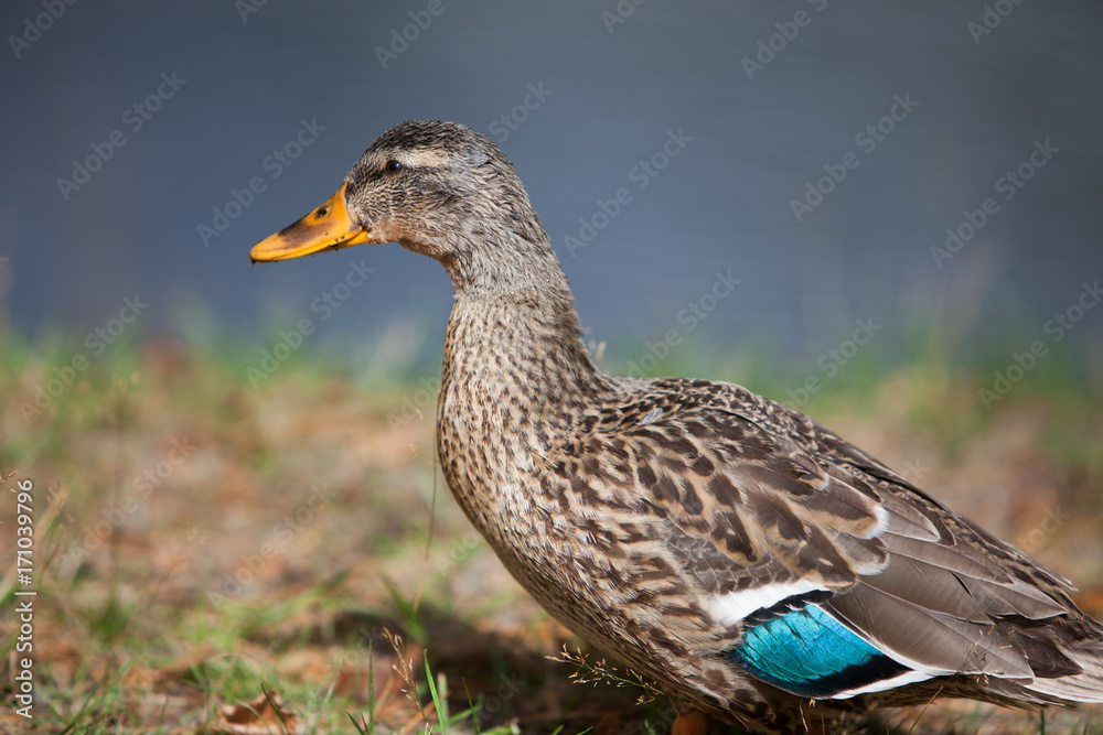 Duck Duck