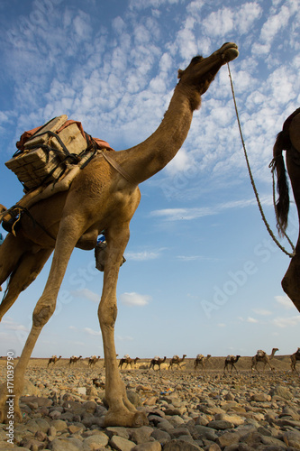 Salt caravans of the Danakil Depression in Hamed Ela in remote Ethiopia photo