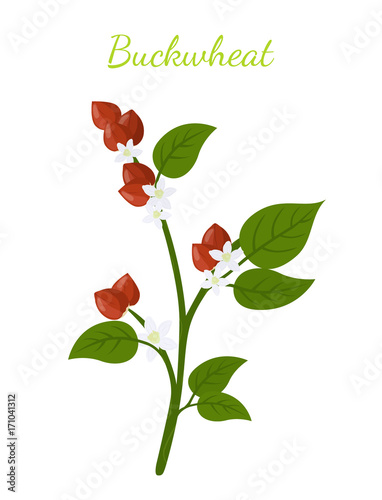 Buckwheat plant, cereal grains, vegetarian food.Flat style. Vector illustration